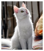 Белоснежный котик,  6 мес,  ищет любящую семью
