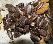 Мраморный таракан (Nauphoeta cinerea)