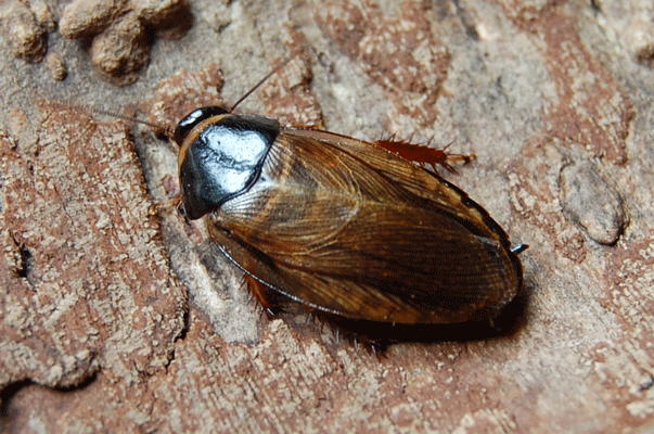 Таракан суринамский (Pycnoscelus surinamensis)