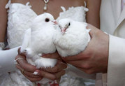 Свадебные ббелые голуби