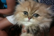  Продам персидского котенка редкого окраса
