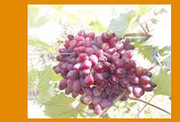 Саженцы винограда,  малины,  ежевики,  рассада клубники,  опт и розница