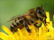 Пчелопакеты,  пчелосемьи,  пергу