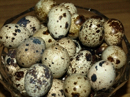 домашние перепелиные яйца