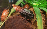 Продам Мадагаскарские тараканы (Gromphadorhina portentosa)