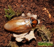Продам Шеститочечные тараканы  (Eublaberus distanti) 
