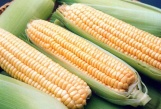 продам семена кукурузы,  Очень урожайный гибрид 