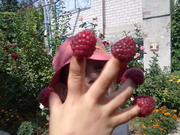 Саженцы и рассада малины ремонтантной Днепр 2(ранний) .