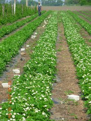 Саженцы и рассада клубники Лорд и Мармелада.