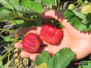 Саженцы клубники от производителя