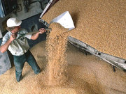 Компания Никагро закупает зерновые и масличные большими партиями