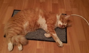 Теплый коврик для кошек