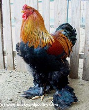 Продам цыплят брама светлая и куропатчатая,  кокинхин  черный,  орпингто