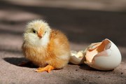 яйцо инкубационное кур