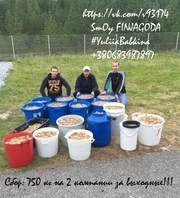 Рабочий на сбор лесных ягод в Финляндии на сезон