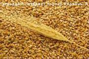 Закупаем  пшеницу,  ячмень +380677516311