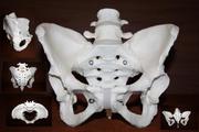 Продам анатомическую модель скелета человека- женский таз 