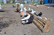Продам голубей в Кривом Роге