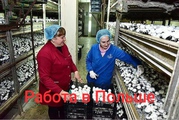 Рабочие на сбор грибов,  Польша