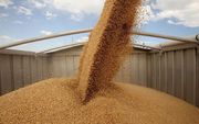 Закупаем кукурузу,  подсолнечник,  пшеницу,  +380677516311