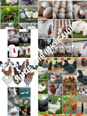 Iнкубацiйне Яйце