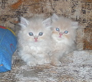Продам персидских котят в Днепропетровске