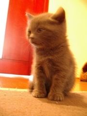 Продам котят породы скоттиш страйт (шотландские прямоухие)-300 грн.