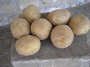 продам картофель урожая 2010 года