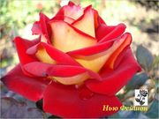 Частный питомник предлагает посадочный материал роз: штамбовые,  плетис